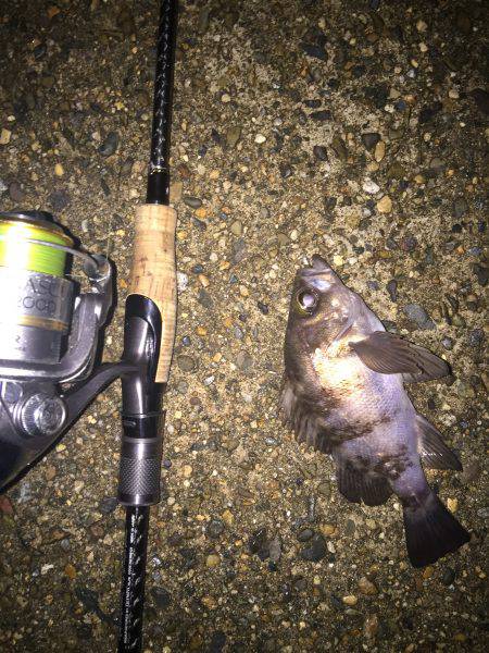 短時間ライト釣行